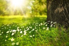 spring-276014_640