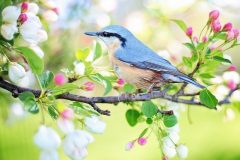 spring-bird-2295431_640